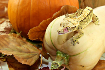 Autumn crested gecko