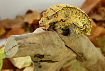 Autumn crested gecko