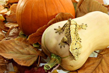 Autumn crested gecko