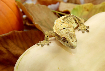 Autumn crested gecko