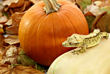 Autumn crested gecko