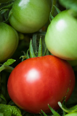tomato on the bush