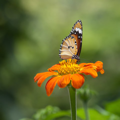 A beautiful butterfly sitting in the flower