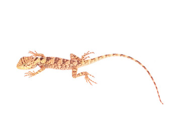 Naklejka premium Agamidae