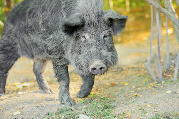 Wild boar