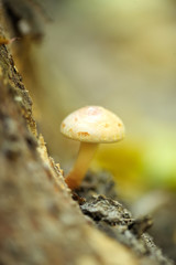 Mushroom in forest