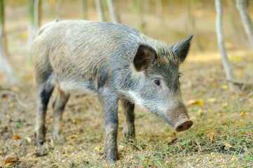 Wild boar