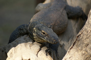 コモドドラゴンの子供