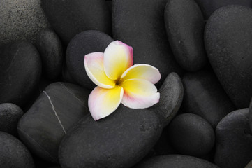 Still life with Frangipani flowers and pebbles