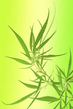 cannabis