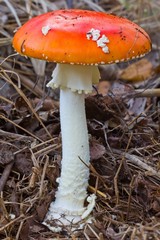 nice red fly-agaric mushroom