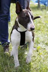 Bullterrier