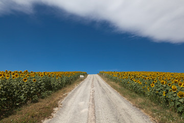 Walking in a field of sunflowers