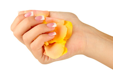 Yellow rose petals with woman's hand on white background