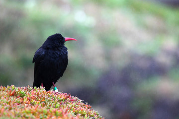 Chough - Cornish Chough, red beak and legs.