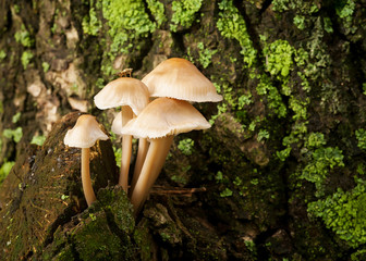 Group of mushrooms