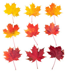 Many autumn maple leaves isolated on white background