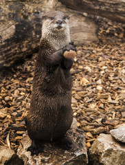 Otter
