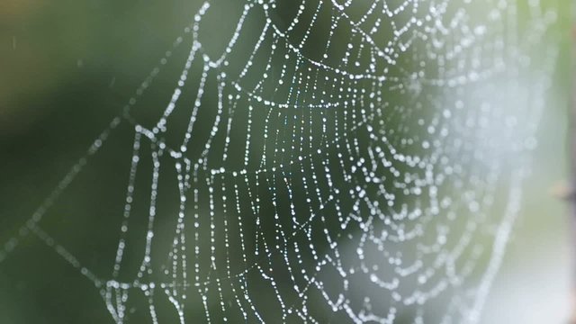 Spinnennetz mit Regentropfen