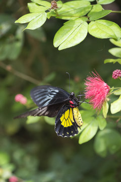 cattle heart butterfly perching on pink flower