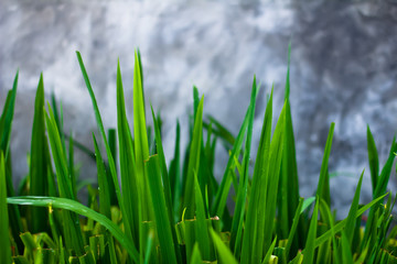 Fototapeta premium green grass and concrete wall