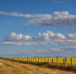 Autumn field