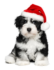 Cute Christmas Havanese puppy dog with a Santa hat © mdorottya
