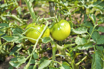 Fresh green organic tomatoes