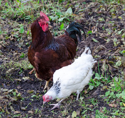 Roster guards eating hen