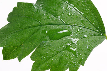 Fototapeta Water drop on a leaf, isolated on white obraz