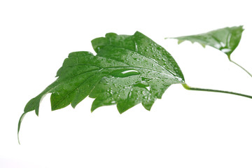 Fototapeta Water drop on a leaf, isolated on white obraz