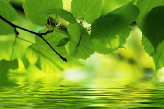 Natural Background: linden leaves relflecting in water