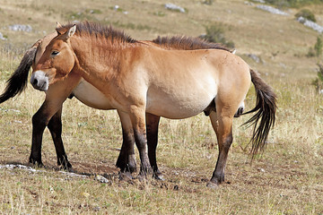 CHEVAL  2