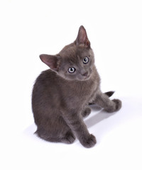 beautiful  fumose kitten