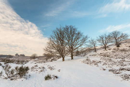 Winter scene in national park Veluwe in The Netherlands