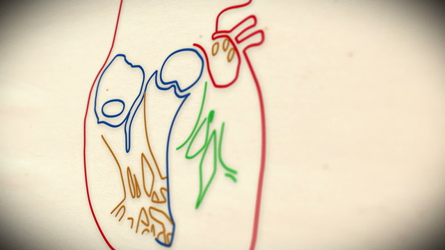 Human Heart structure animation illustration  Shallow Depth of F