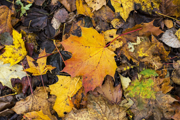 Autumn wood, maple tree