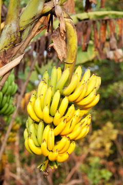 Banane