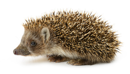 hedgehog isolated