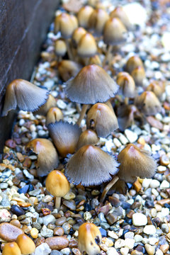 small mushrooms growing amongst the gravel