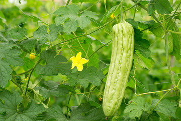 bitter melon growing on a vine in garden.