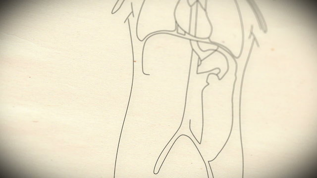 Human Organs structure animation illustration Shallow Depth of F
