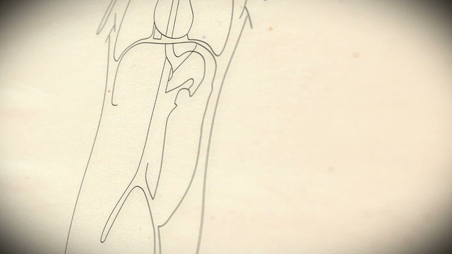 Human Organs structure animation illustration Shallow Depth of F