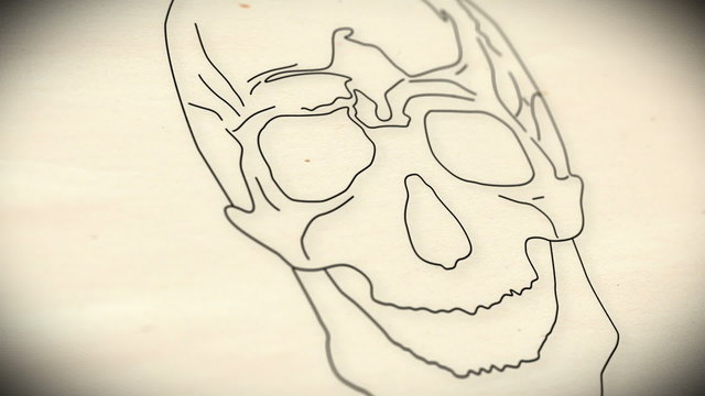 Human Skull structure animation illustration Shallow Depth of Fi