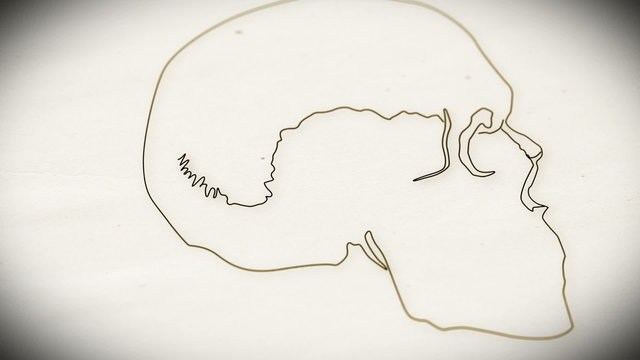 Human Skull structure animation illustration Shallow Depth of Fi