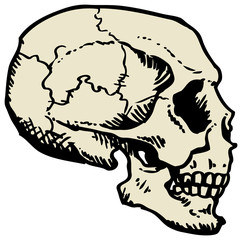 human skull