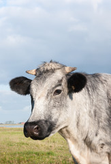Close-up of a gray cow