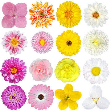Selection of  Pink, Orange, Yellow and White Flowers Isolated
