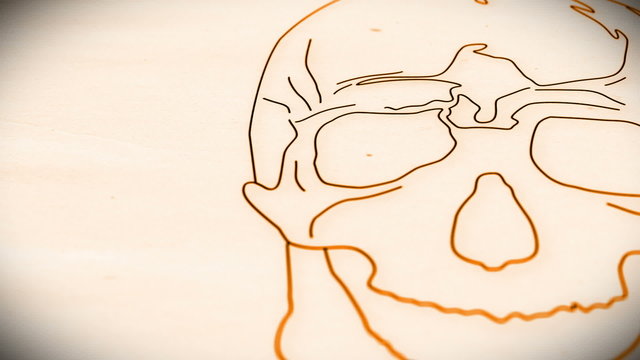 Human Skull structure animation illustration Shallow Depth of Fi