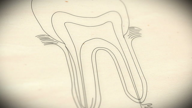 Human Tooth structure animation illustration Shallow Depth of Fi